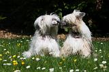CHIEN NU CHINOIS 171